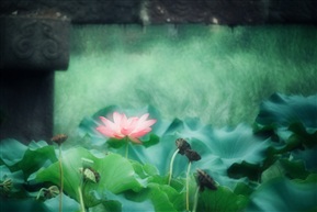 夏荷-1