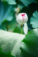 夏荷-7