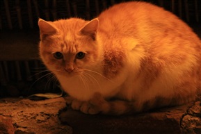 夜猫子