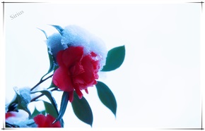 大雪压枝不低头