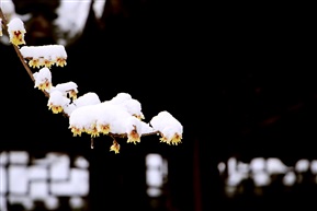 腊梅开花季