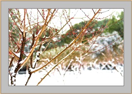 傲雪红梅