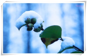 戴雪帽