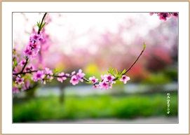 桃花依旧笑春风