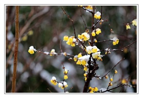 《雪梅》