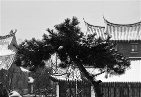 《初雪》