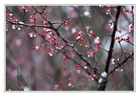 《瑞雪迎春》