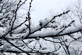 亭林雪景2