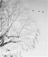 雾里看雪