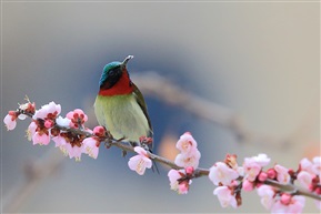 叉尾太阳鸟（一）