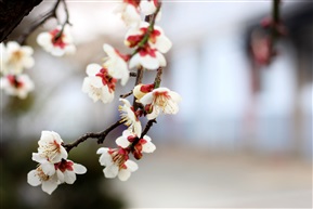 梅
