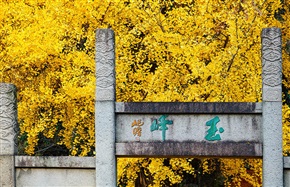 亭林摄秋