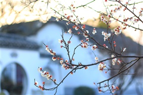 梅花深处有人家