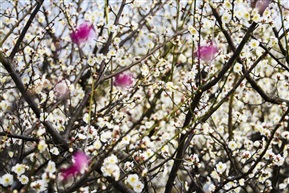 梅花报春3