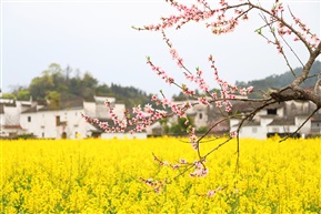 春天里