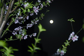 花好月圆