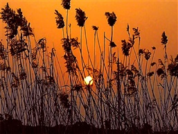 堤草芦花夕阳西