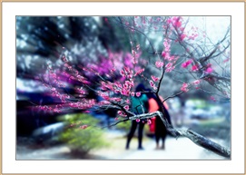 梅花弄春