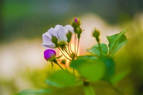 日出江花