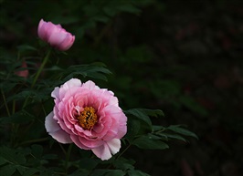 亭林园牡丹