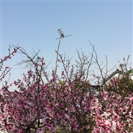 春讯