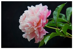 芍药现