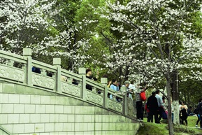 顾村赏花2