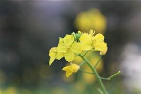 油菜花