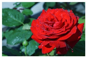 月季花开