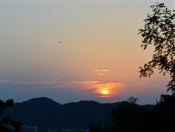 夕阳红
