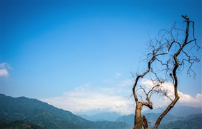 枯枝
