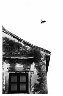 有只鸟