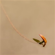 《小荷才露尖尖角》