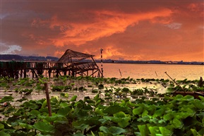 莲花岛