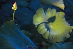 夜色荷花