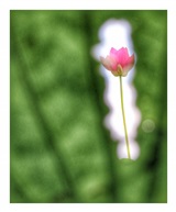 如荷