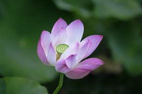 2018 亭林 荷