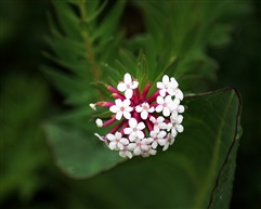 《狼毒花——罕见》