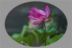 雨后荷花（3）