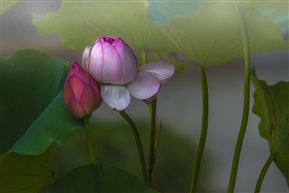 亭林并蒂莲（1）