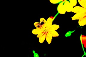一只小蜜蜂