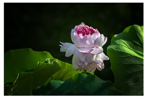 亭林并蒂莲（10）
