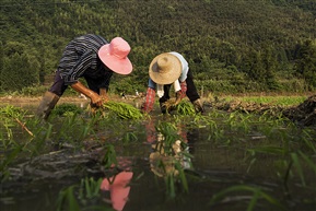 汗滴禾下土