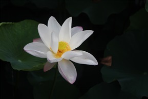 白荷