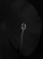 观荷（之一）