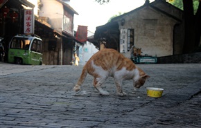 猫民早餐