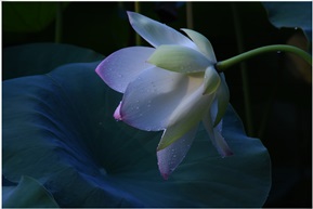 《露水何花》