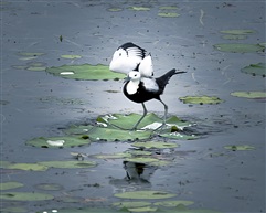 《水雉》
