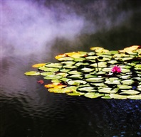 仙气莲花