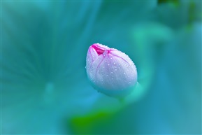 并蒂莲 